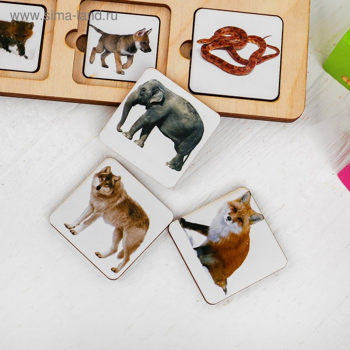 Секретики &laquo;Зоопарк&raquo;