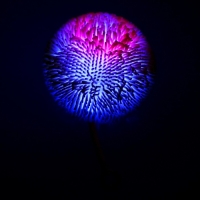 Ёжка &laquo;Пушистик&raquo; световой, цвета МИКС