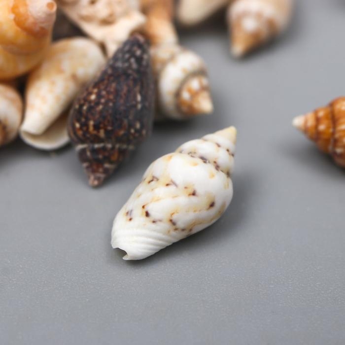 Ракушки декоративные "Nassa" 100 г &plusmn; 5 г 0.6-1.2 см