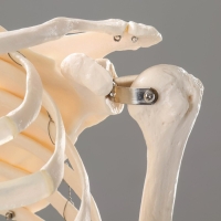 Макет "Скелет человека" 170см Макет "Скелет человека" 170см