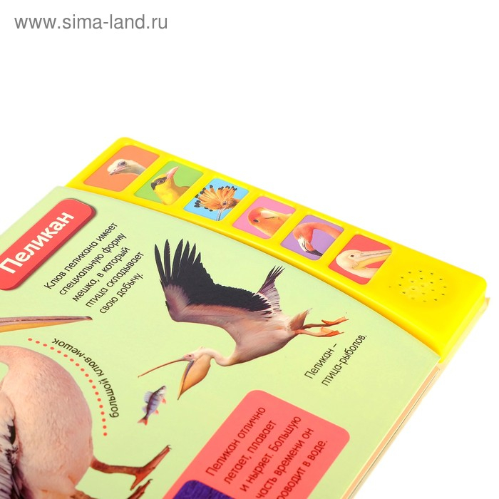 Музыкальная книга «Экзотические птицы», 12 стр. Музыкальная книга «Экзотические птицы», 12 стр.