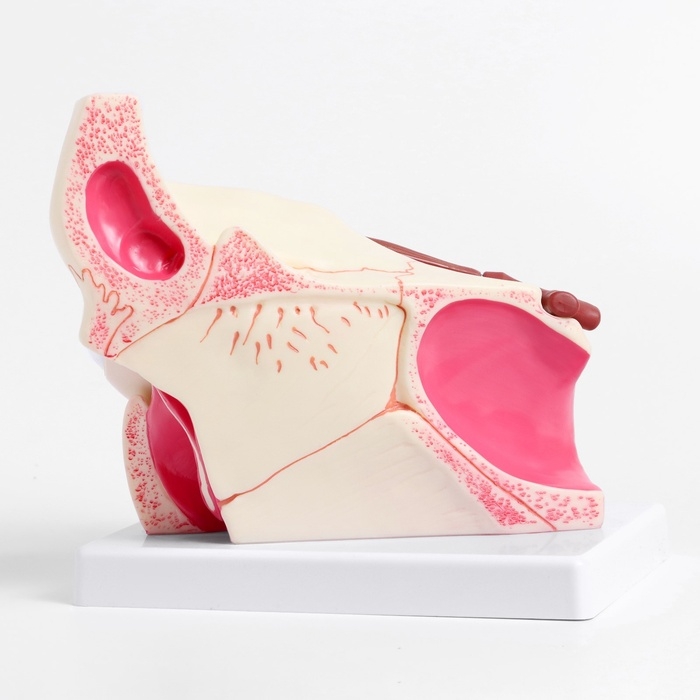 Макет Макет "Глаз человека в разрезе" 20*17*16см