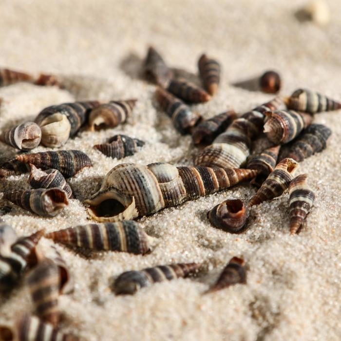 Набор ракушек Батиллярия, 100 г Набор ракушек Батиллярия, 100 г