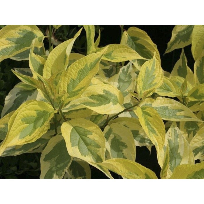 Дерен белый Гоучаулти, С2 горшок, Н10-50 высота, 1 шт, Осень 2024 Дерен белый Гоучаулти, С2 горшок, Н10-50 высота, 1 шт, Осень 2024