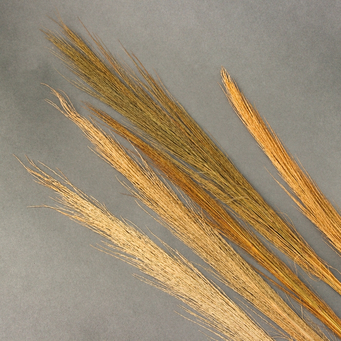 Сухоцветы для декора &laquo;Камыш&raquo;, набор 5 шт. 113 &times; 5 &times; 5 см