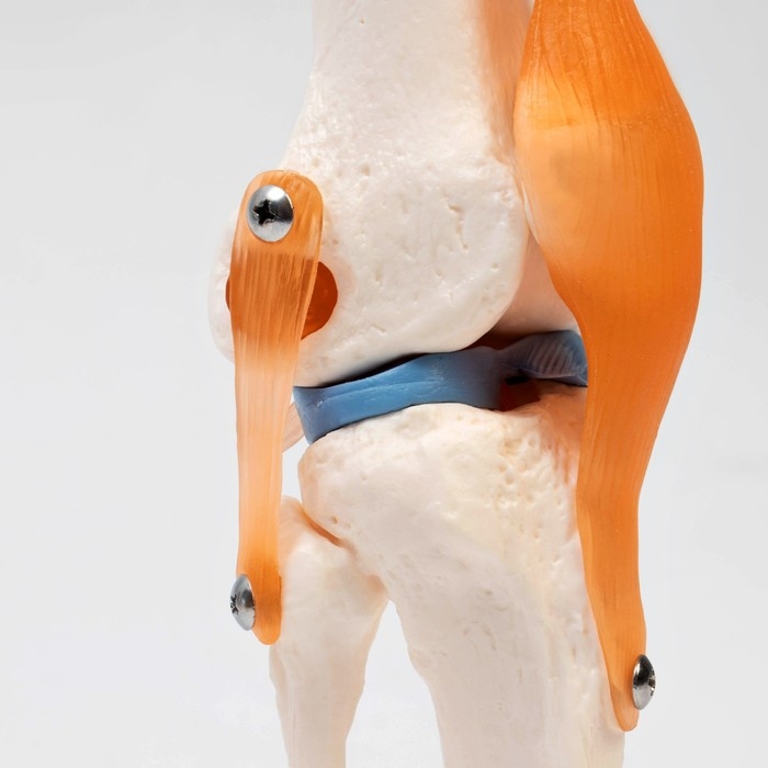 Макет Макет "Коленный сустав", 32*12*12см