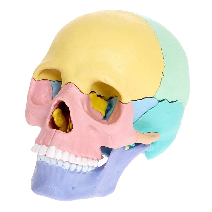 Набор для опытов «Череп человека», анатомическая модель Набор для опытов «Череп человека», анатомическая модель