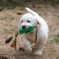 Игрушка жевательная с канатом, 11 х 5,5 см, зелёная