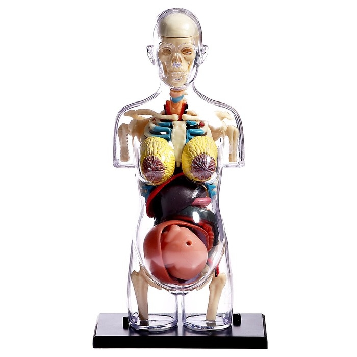 Набор для опытов «Строение тела», беременная женщина Набор для опытов «Строение тела», беременная женщина