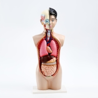 Макет "Торс человека" 65 см Макет "Торс человека" 65 см