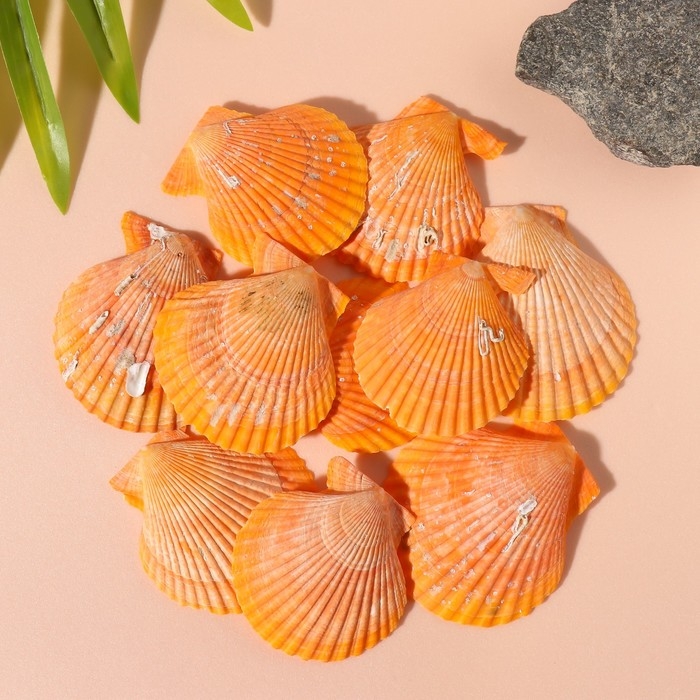 Ракушки природные декоративные Ракушки природные декоративные "Гребешок рыжая" набор 100 гр