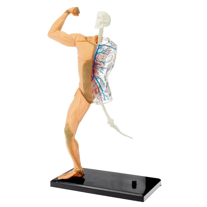 Научный опыт &laquo;Человеческое тело&raquo;