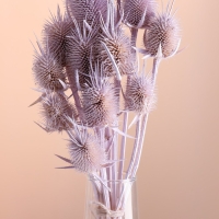 Набор сухоцветов "Ворсянка", банч 7-8 шт, 50 гр, длина 50 (+/- 6 см), сиреневый
