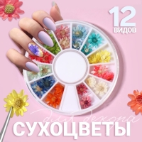 Сухоцветы для декора ногтей &laquo;Ромашки&raquo;, объёмные, 12 видов, в футляре, разноцветные