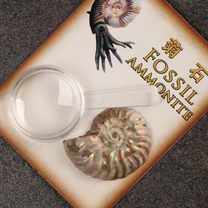 Набор Набор "Аммониты" в упаковке