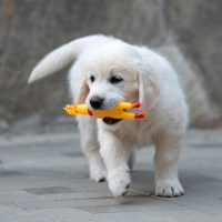 Игрушка пищащая "Задумчивая курица" малая, 16,5 см, жёлтая Игрушка пищащая "Задумчивая курица" малая, 16,5 см, жёлтая