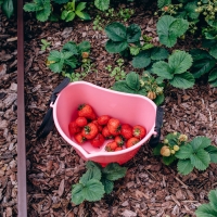 Ёмкость для сбора ягод, 3 л, розовая