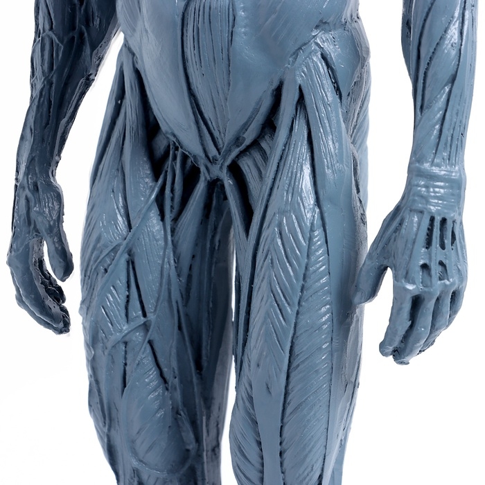 Макет Макет "Тело человека" 29см