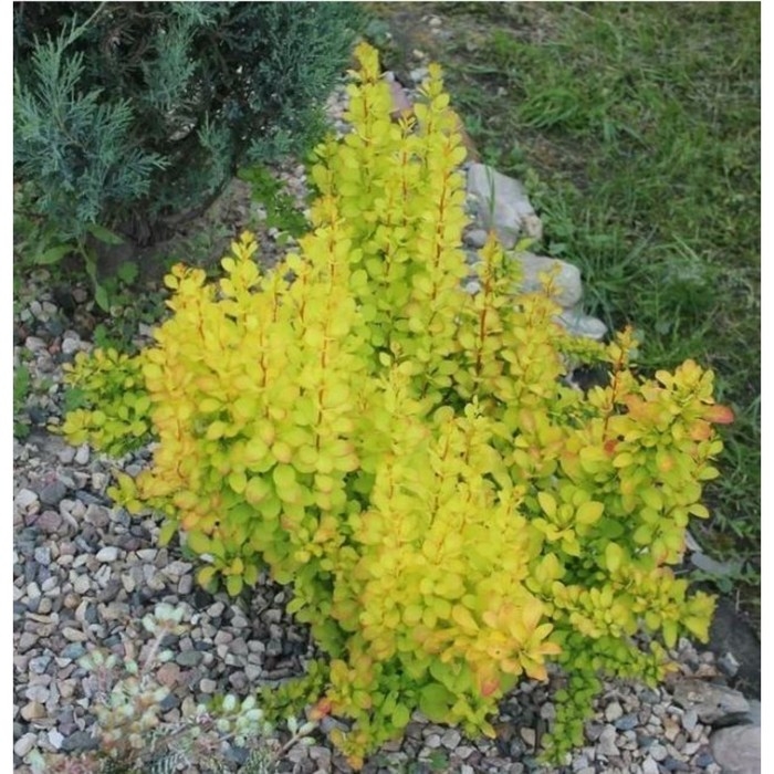 Барбарис Тунберга Мария, горшок С2, 1 шт, Лето 2024 Барбарис Тунберга Мария, горшок С2, 1 шт, Лето 2024