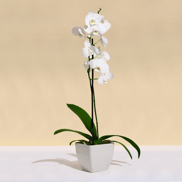 Кашпо для цветов, 13 &times; 13 см, 1,5 л, пластик, бежевое