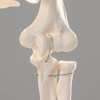 Макет "Скелет человека" 170см Макет "Скелет человека" 170см