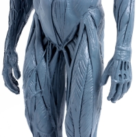 Макет "Тело человека" 29см Макет "Тело человека" 29см