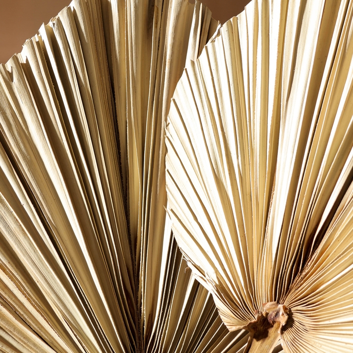 Сухие цветы &laquo;Лист пальмовый&raquo;, 50 &times; 25 &times; 2 см