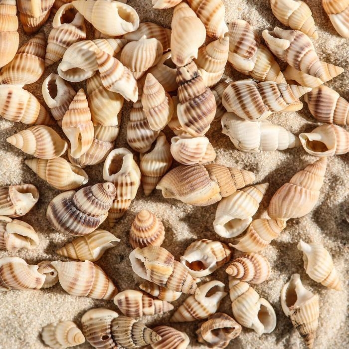 Набор ракушек 100 г Набор ракушек 100 г