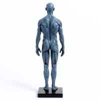 Макет "Тело человека" 29см Макет "Тело человека" 29см