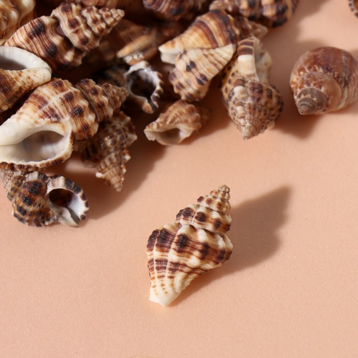 Ракушки природные декоративные "Зебра" набор 100 гр