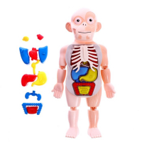 Набор для опытов «Научный набор 2В1», модель тела человека и лабораторная посуда Набор для опытов «Научный набор 2В1», модель тела человека и лабораторная посуда