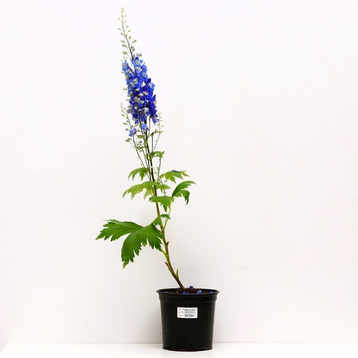 Дельфиниум гибридный Мэджик Фонтейн Мид Блю Вайт Би, горшок С3, 1 шт, Лето 2024 Дельфиниум гибридный Мэджик Фонтейн Мид Блю Вайт Би, горшок С3, 1 шт, Лето 2024