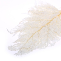 Сухоцвет &laquo;Папоротник&raquo;, белый, 10 шт. в упаковке