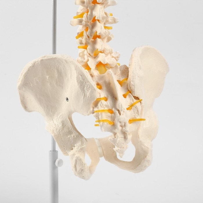 Макет Макет "Позвоночник человека" 74см
