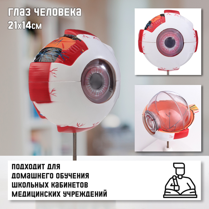 Макет Макет "Глаз человека" 21*14см
