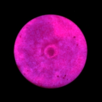 Краска акриловая люминесцентная (светящаяся в темноте), LUXART Lumi, 20 мл, розовый, небесно-голубое свечение (L10V20) Краска акриловая люминесцентная (светящаяся в темноте), LUXART Lumi, 20 мл, розовый, небесно-голубое свечение (L10V20)