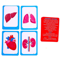 Набор для опытов «Научный набор 2В1», модель тела человека и лабораторная посуда Набор для опытов «Научный набор 2В1», модель тела человека и лабораторная посуда