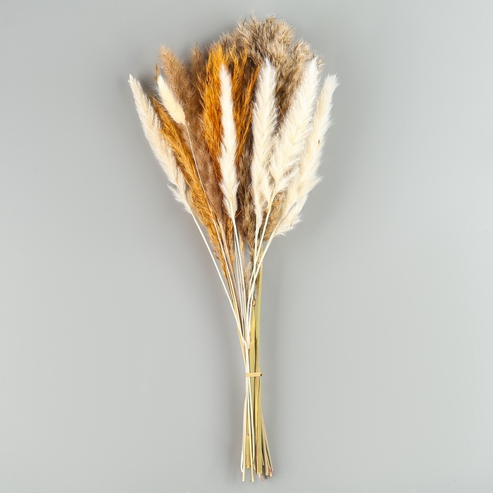 Сухоцветы &laquo;Изящность&raquo;, набор из 5 видов, 48 &times; 16 &times; 6 см