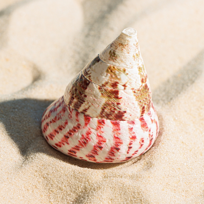 Ракушка декоративная полированная, 3-5 см Ракушка декоративная полированная, 3-5 см