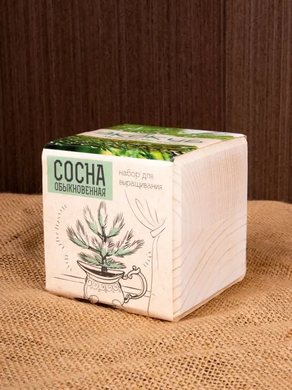 Набор для выращивания &laquo;Экокуб&raquo;, сосна