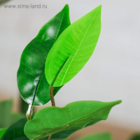 Дерево искусственное "Плюмерия" 90 см Дерево искусственное "Плюмерия" 90 см