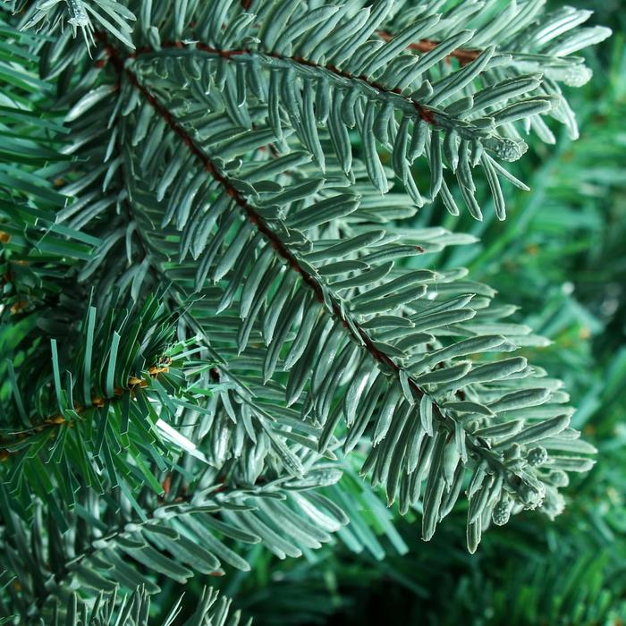 Ёлка "Эксклюзив голубая" 300 см d нижнего яруса 190 см 3123 ветки