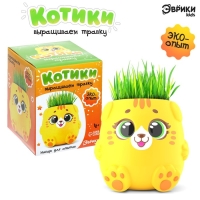 Набор для опытов &laquo;Котики. Выращиваем травку&raquo;, жёлтый горшочек