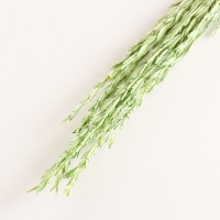 Набор сухоцветов "Райграс", банч 21 шт, длина 60 (+/- 6 см), зелёный
