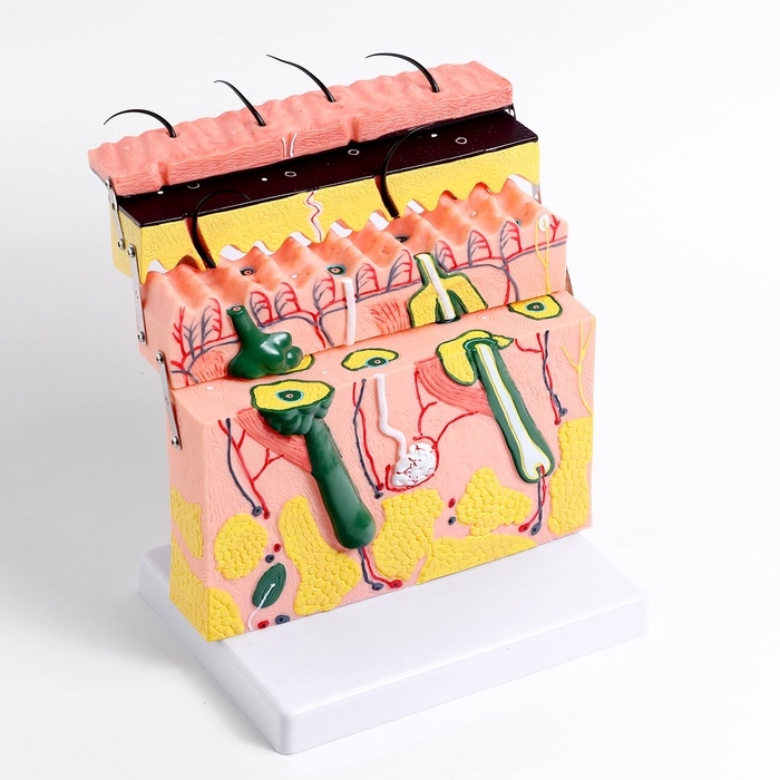 Макет Макет "кожный покров в разрезе" 21*4*20см