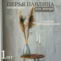 Перо павлина для декора 1 шт., размер — от 90 до 100 см Перо павлина для декора 1 шт., размер — от 90 до 100 см