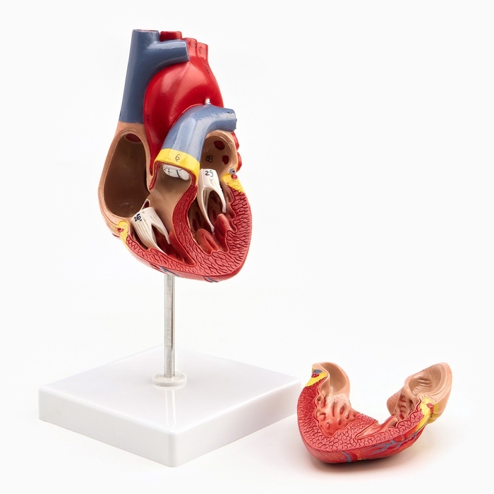 Макет Макет "Сердце" разборный 13*8см