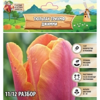 Тюльпан Триумф Джимми, р-р 11/12, 5 шт, Осень 2024 Тюльпан Триумф Джимми, р-р 11/12, 5 шт, Осень 2024