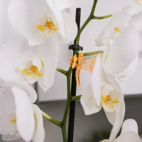 Клипса для растений «Стрекоза», набор 10 шт., МИКС, Greengo Клипса для растений «Стрекоза», набор 10 шт., МИКС, Greengo