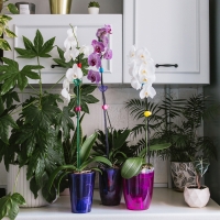 Горшок для орхидей, 2 л, 14,8 &times; 16,2 см, круглый, пластик, прозрачно-малиновый